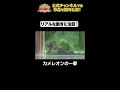 日テレ公式【仮装大賞】カメレオンの一撃 #shorts