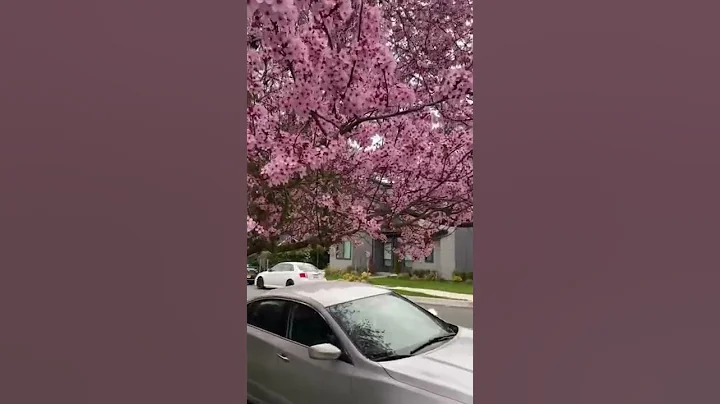 Cherry blossoms 🌸 2022