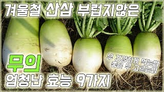 산삼 부럽지 않은 무의 엄청난 효능 9가지!  | 톡톡 건강정보 screenshot 4