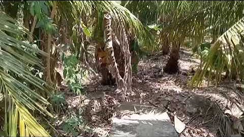 Bán gấp mặt tiền cặp kênh cặp lộ nhựa tỉnh lộ 915  ấp hội an xã hoà tân huyện cầu kè trà vinh 27x95