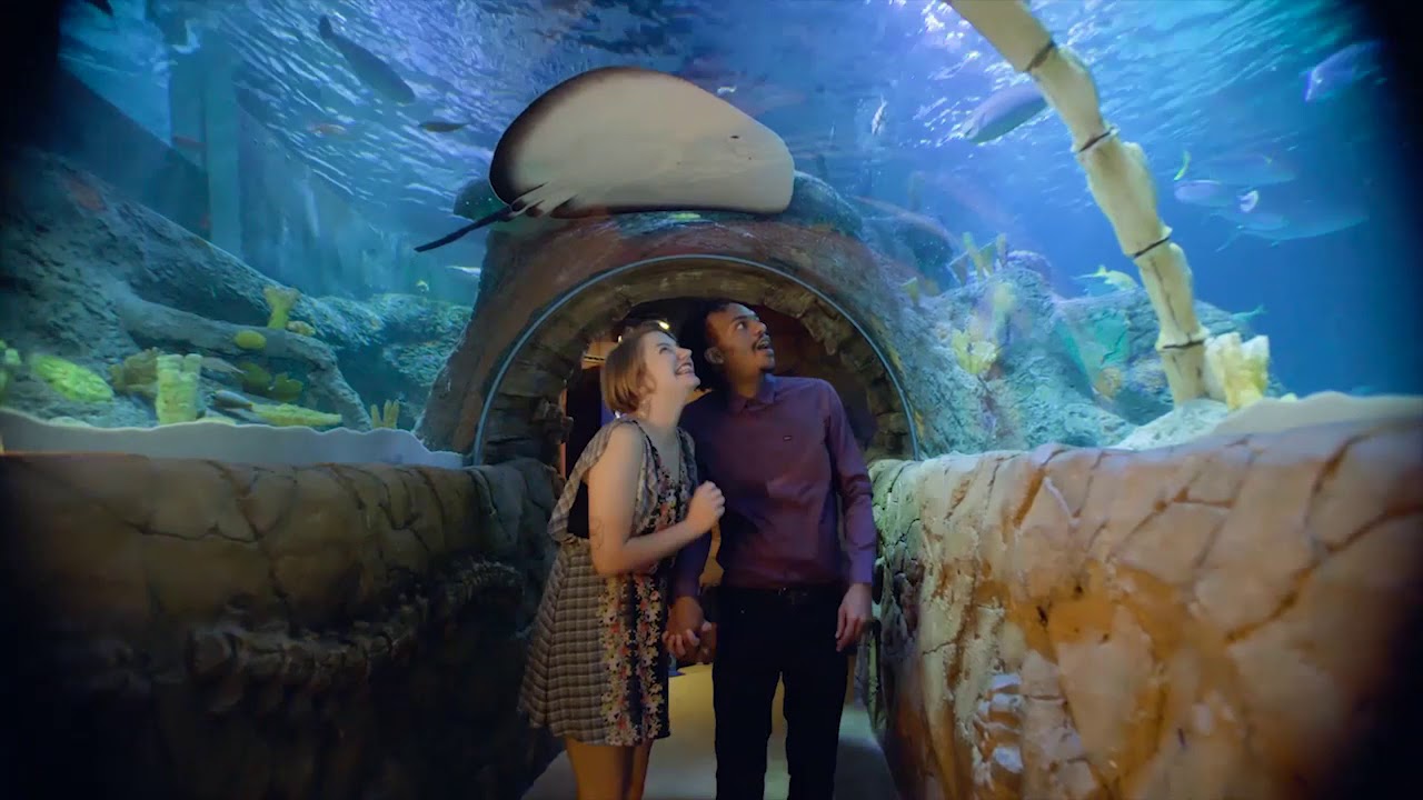 SEA LIFE Aquarium YouTube