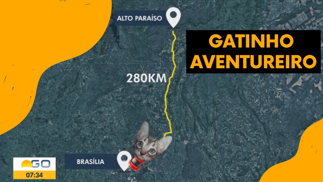 Gatinho aventureiro' viaja quase 300 km até o DF escondido em motor de  carro, Distrito Federal