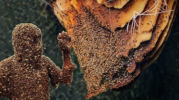 Why Bees Don
