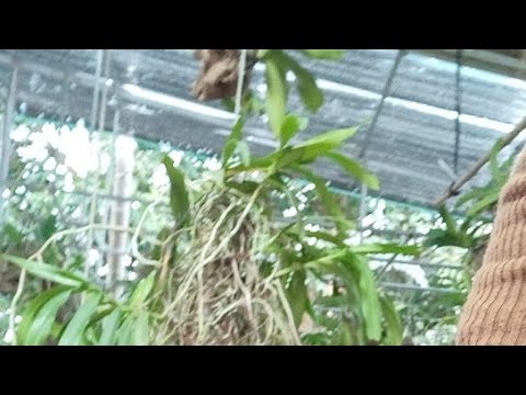 LÌ XÌ KHAI XUÂN, 0931.658.202 || VƯỜN KHÔI LINH