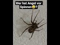 Was eine Spinne 😅😅#viral#fyp#shorts