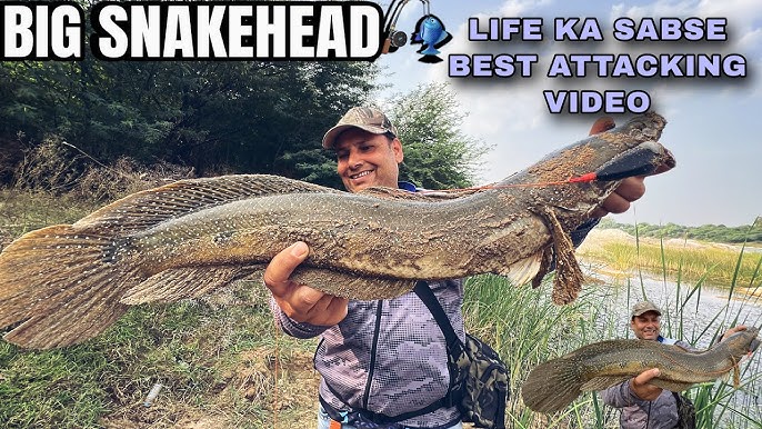 Snakehead Maral Bites Video Live! Catching Fish With Rod And Reel ! How To  Catch Snakehead Fish NO 2 