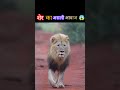 शेर की असली आवाज 😱😱| lion original sound#shorts #ytshorts #lion #animals #trending