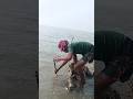 Catching 8 kg of Hilsa fish with hand torch #fishing #bass #fishingdaily #fishinglife #fishingcruis