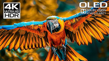 SPECTACULAR 4K HDR Visual Journey | Dolby Vision 60fps (Ultra HD TV Demo)