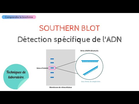Détection spécifique de l&rsquo;ADN par SOUTHERN BLOT | Biochimie Facile