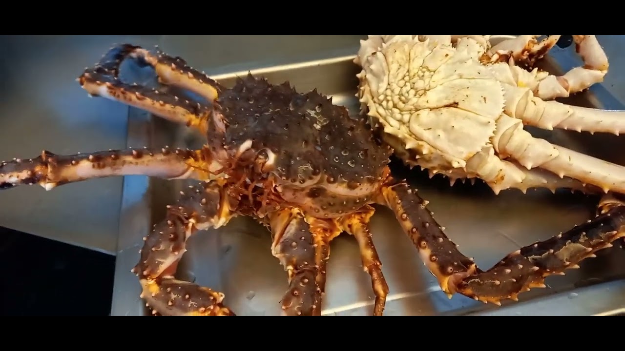 DO YOU THINK , HOW MUCH THIS JAPANESE CRABS? YouTube