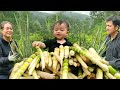 Helping an old woman in difficulty while picking bamboo shoots in the forest baynguyen