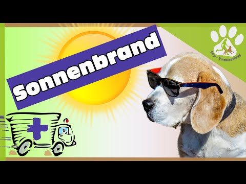 Video: Was zum Teufel sind Dog Eye Boogers?