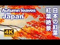 4K 日本の紅葉 京都 東京 日光 箱根 軽井沢 裏磐梯 観光 旅行 Autumn leaves in Japan Kyoto Tokyo Hakone Nikko color Season