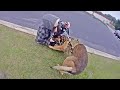 Greenville County Deputies Shoot Suspect Who Stabbed K-9 Micky