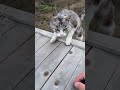 今朝もお出迎えしてくれた野良ちゃん #野良猫 #猫 #ねこ