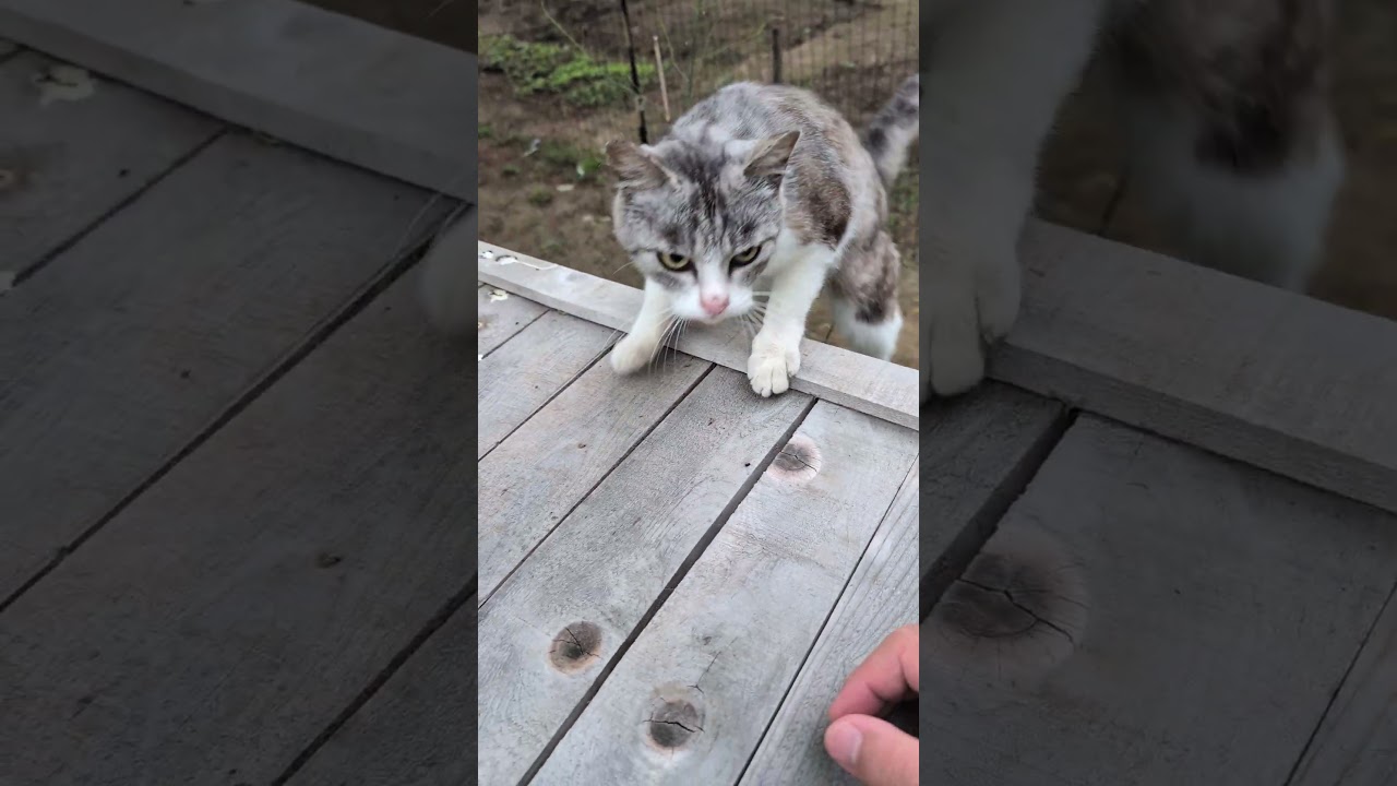 今朝もお出迎えしてくれた野良ちゃん #野良猫 #猫 #ねこ