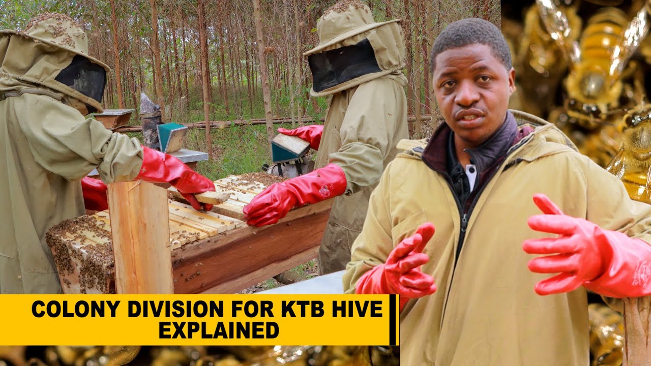 Как провести упражнение по разделению колонии с использованием улья KTB || Полное руководство ||