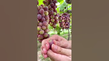 Are grapes sweet or not? 🍇 Grape Picking #FirstPerspective #Immersive Experience