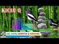 Jernih Suara Pancingan Kacer Terbaik Jantan Dan Betina Full Isian Agar Gacor Ngeplong Di Alam Mp3 - Mp4 Download