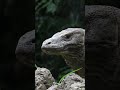 Komodo Dragon Animals Wildlife Animallife Shortsvideo Nature Komado Youtubeshorts