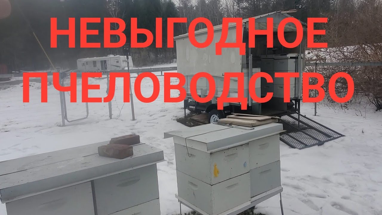 "ЯНВАРЬ НА ПАСЕКЕ, ВЫНУЖДЕННОЕ СОКРАЩЕНИЕ"