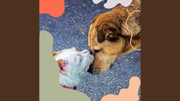 Pulsating Ambience for Stressed Out Dog