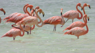 BONAIRE 2016