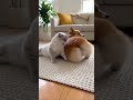 コーギーとマンチカンがリビングで寝ているとオナラの音が・・・ #犬と猫 #面白動画 #fyp