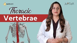 Thoracic Vertebrae | T1-T12 | Bone Anatomy | Skeletal System | sqadia.com