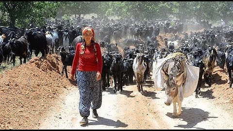YÖRÜK KIZI TOROSLARIN SARI GÜLÜ BOYU UZUN İNCE BELLİ -BİLAL CANATAR /TARSUS