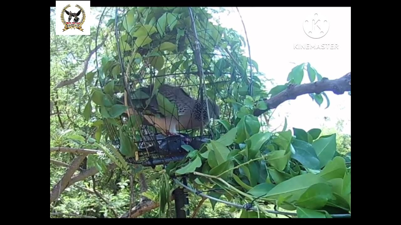 លេងលុបស្លឹកមុខ2អែមណាស់បង