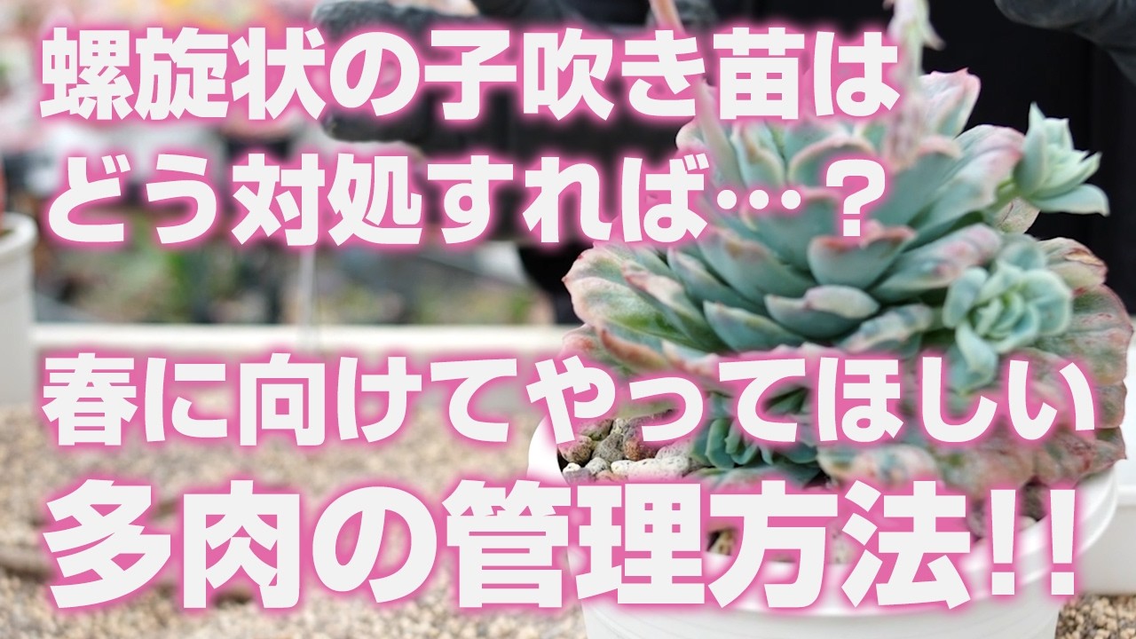 【多肉植物】春に向けてやってほしい多肉の管理方法!!螺旋状の子吹き苗はどう対処すれば…？【succulent】トロピカルガーデン