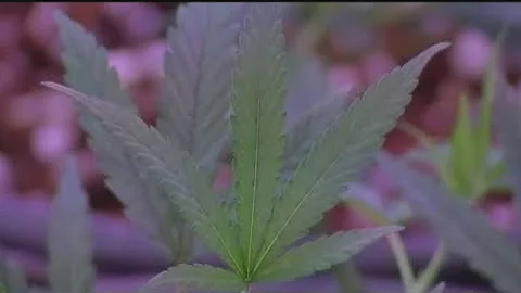 Trump administration considers reclassifying marijuana as 'less dangerous' drug