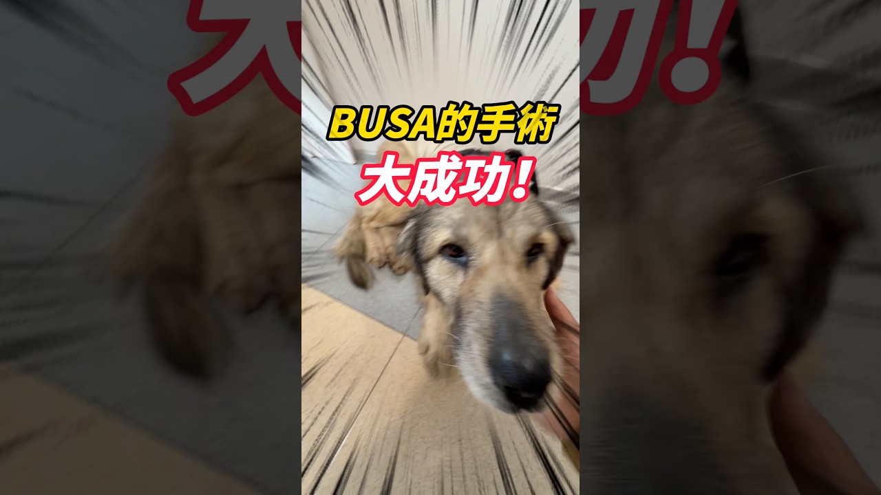 喬治亞EP12~~Busa 手術大成功! 縮圖