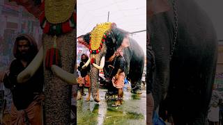 Elephant Enjoying Rain in summer 😍 Panakkal nandan | Kerala Elephants 😍 ആന #ആന #elephant #shorts