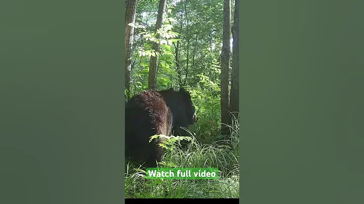 Rare Footage of Bear Walking on Two Legs