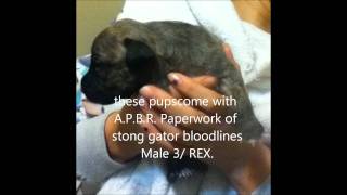 Cold Steal Kennels First Litter