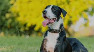 Max | The English Garden | Canberra Pet Photography