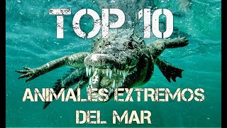 TOP 10 || LOS ANIMALES MÁS EXTREMOS DEL MAR