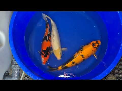 21.3" (54cm) Male Yoshikigoi Showa - DP2208F