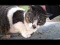 帰り際、振り返っては見つめる 撫でられたくて、何度でも戻ってくる猫 #野良猫 #捨て猫