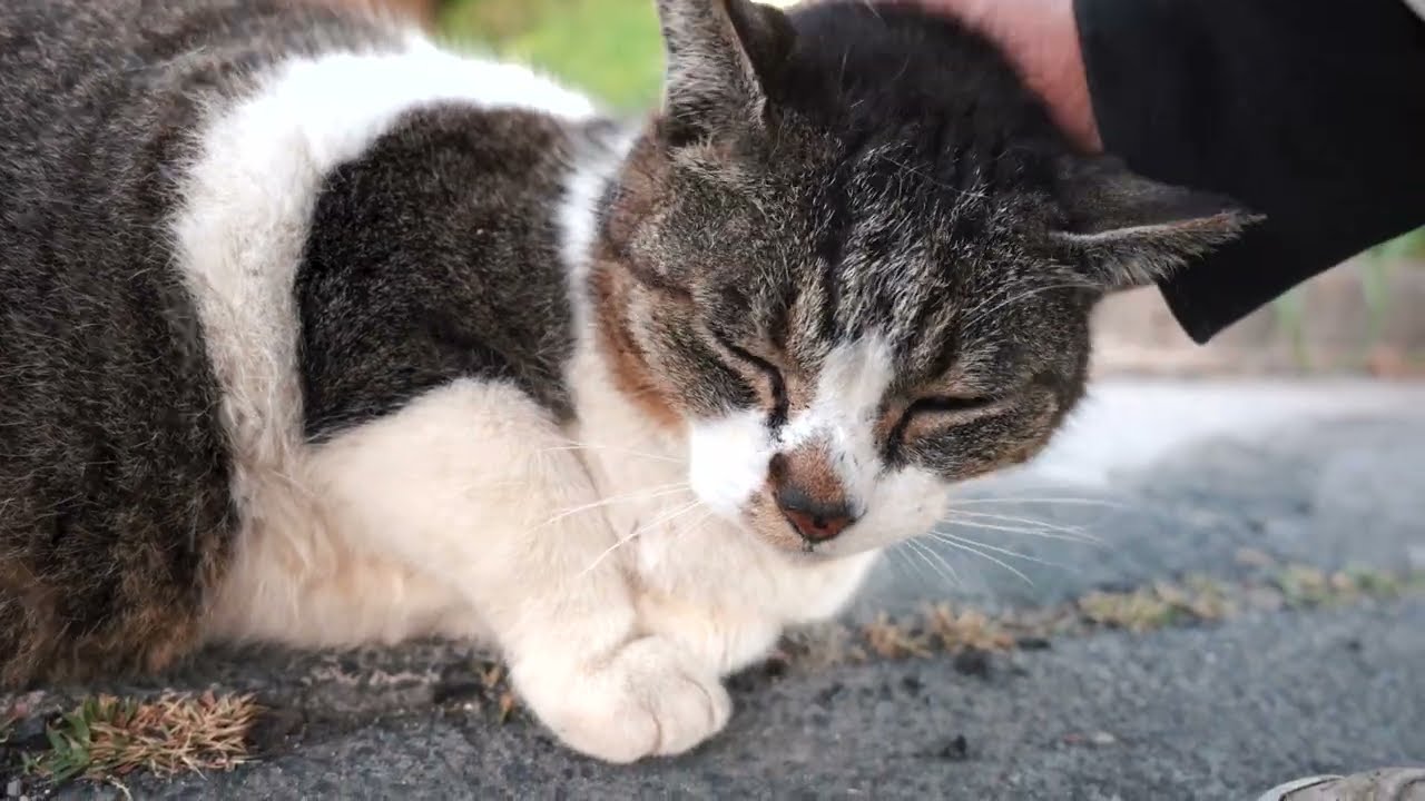 帰り際、振り返っては見つめる 撫でられたくて、何度でも戻ってくる猫 #野良猫 #捨て猫
