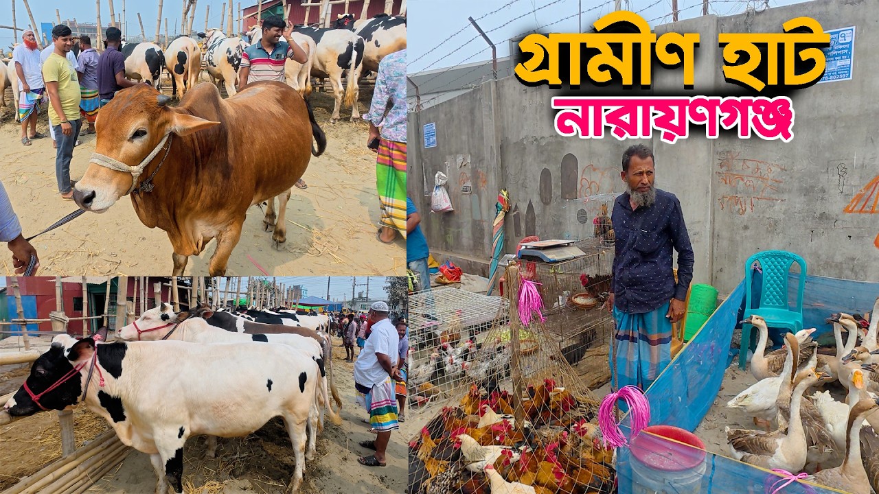 গ্রামীণ হাট নারায়ণগঞ্জ | Village Market | Traditional Village Market in bangladesh | Live Village