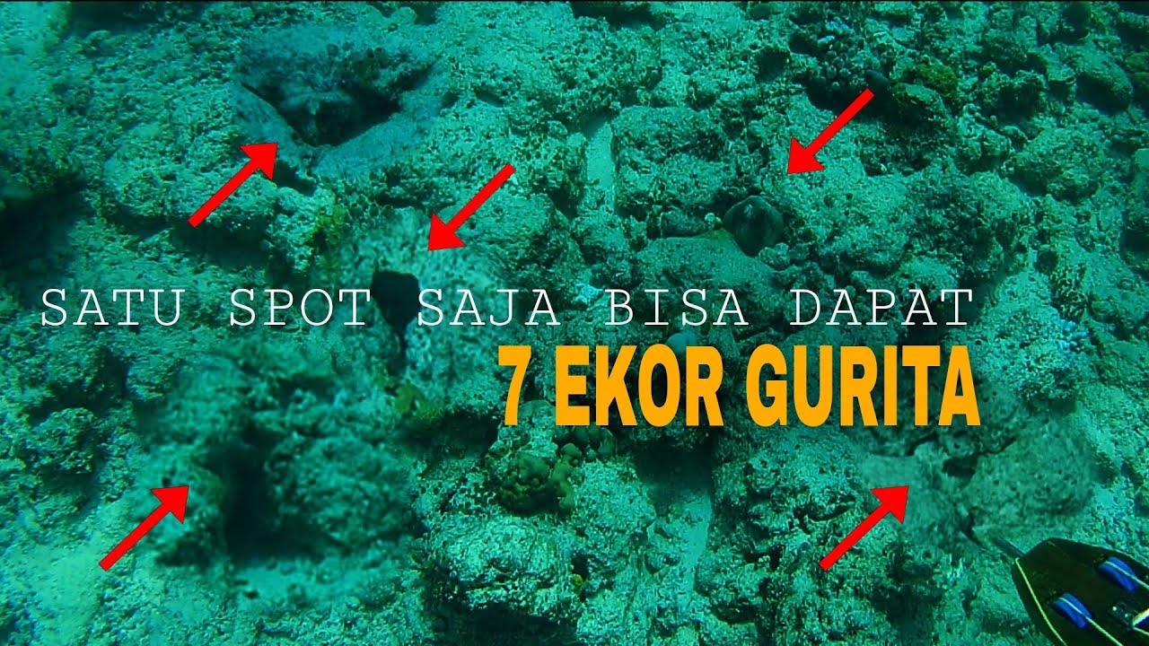 PANEN GURITA..!! GAK NYANGKA DAPAT SEBANYAK INI