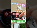 シロフクロウの脂粉を集める飼い主20260806ライブ ハイライト#シロフクロウ #snowyowl #フクロウ #owl