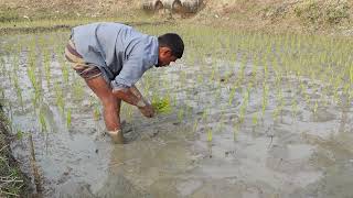 Maximizing Yields: Expert Tips for Successful Paddy Cultivation