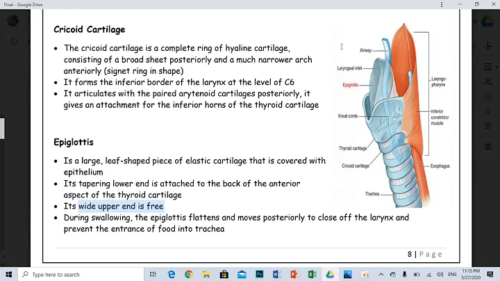Anatomy - Lecture 17 (P2) By Attaieb Shqeerat