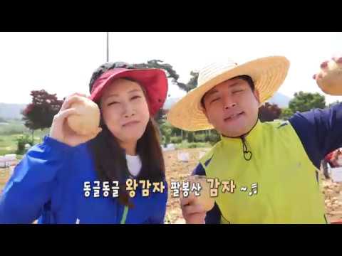 동글동글 왕감자~♬ 팔봉산 감자~♬