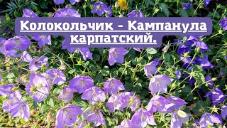 Колокольчик - Кампанула карпатский.💐